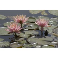 Colorado Water Lily